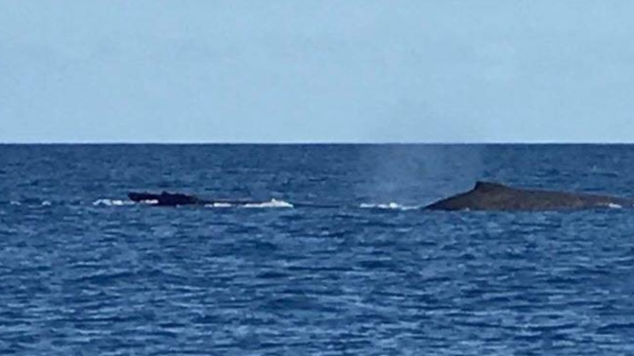 A pod of three whales spotted on Wednesday near Parker Reef, 80km from Mackay Harbour.