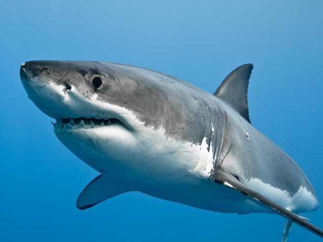 How many great white sharks is enough?