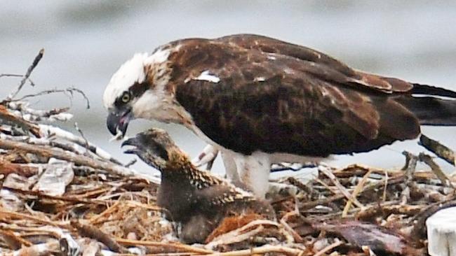There is only one chick left. Picture: Wild Bird Rescues Gold Coast