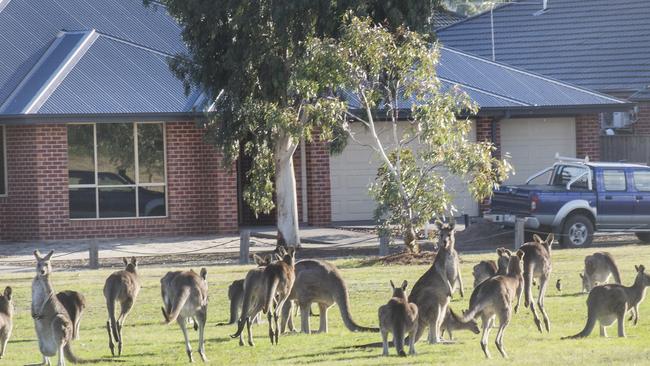 Kangaroos are a common sight in Mernda.