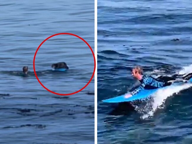 Pregnant otter attacks Santa Cruz surfer