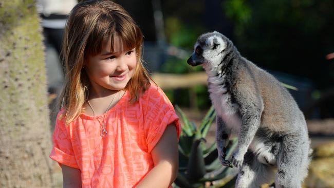 Melbourne Zoo’s innovative lemur enclosure in running for architecture ...