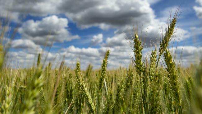 As harvest gets under way in parts of the US, wheat futures markets eased. Picture: Zoe Phillips