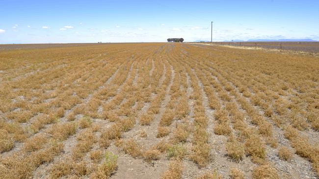 A lentil crop at the Weidemann family's farm at Rupanyup.Photo: DANNIKA BONSER