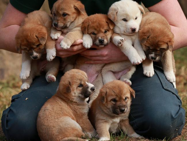 Dingo pups the newest addition to Featherdale Wildlife Park | Daily ...