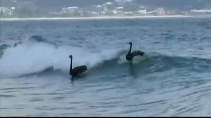 Surfing swans go viral