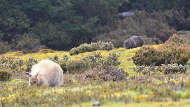 Albino kangaroo and wombat at Cradle Mountain. Picture: Rae Wilson