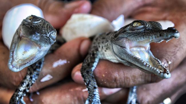 Wild crocodile egg harvest on Cape York to help Queensland Indigenous  community - ABC News