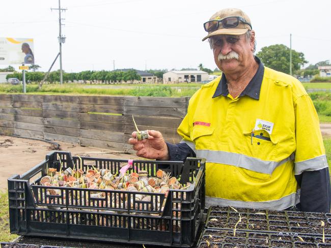 Michael has been instrumental in the successful establishment of the one-eye sett seedlings nursery and associated protocols. Photograph: Cindy Benjamin.