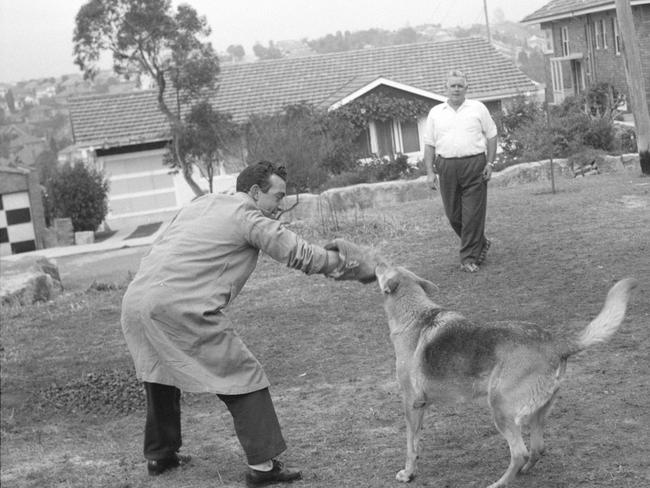 Adam Denholm overseeing the training of a dog in 1960. Picture Ivan Ives, State Library of NSW