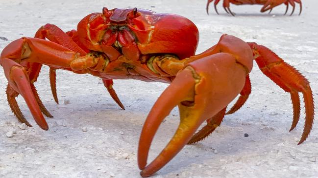 Christmas Island’s famous red crabs who are not shy about approaching people or trying to take their coffee.