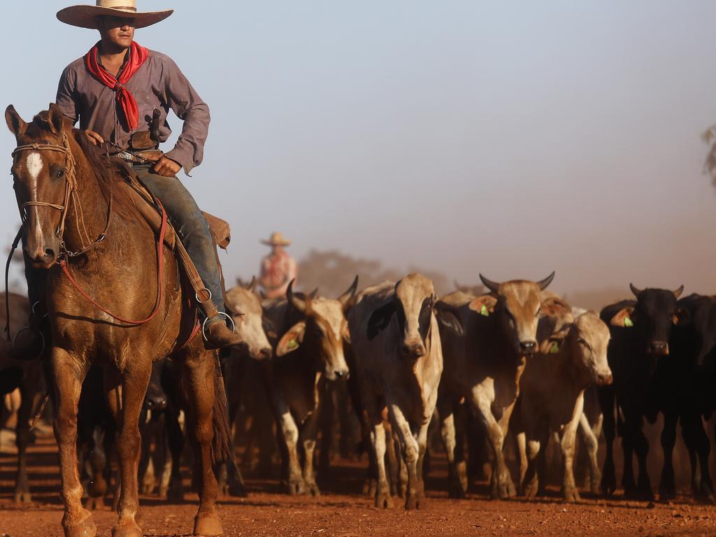 Amazon Cowboys Maintain Brazilian Cattle Feed Lot
