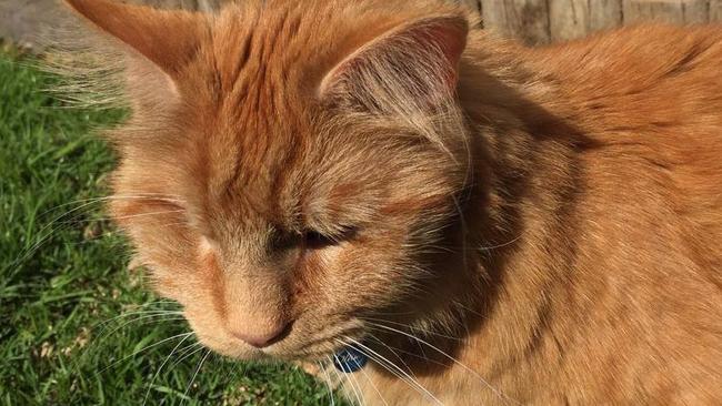 One-eyed ginger cat Champ, just before he went missing in 2015. Picture: Supplied