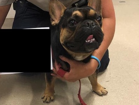 Eiffel, the french bulldog attacked by Odah when his relationship soured.