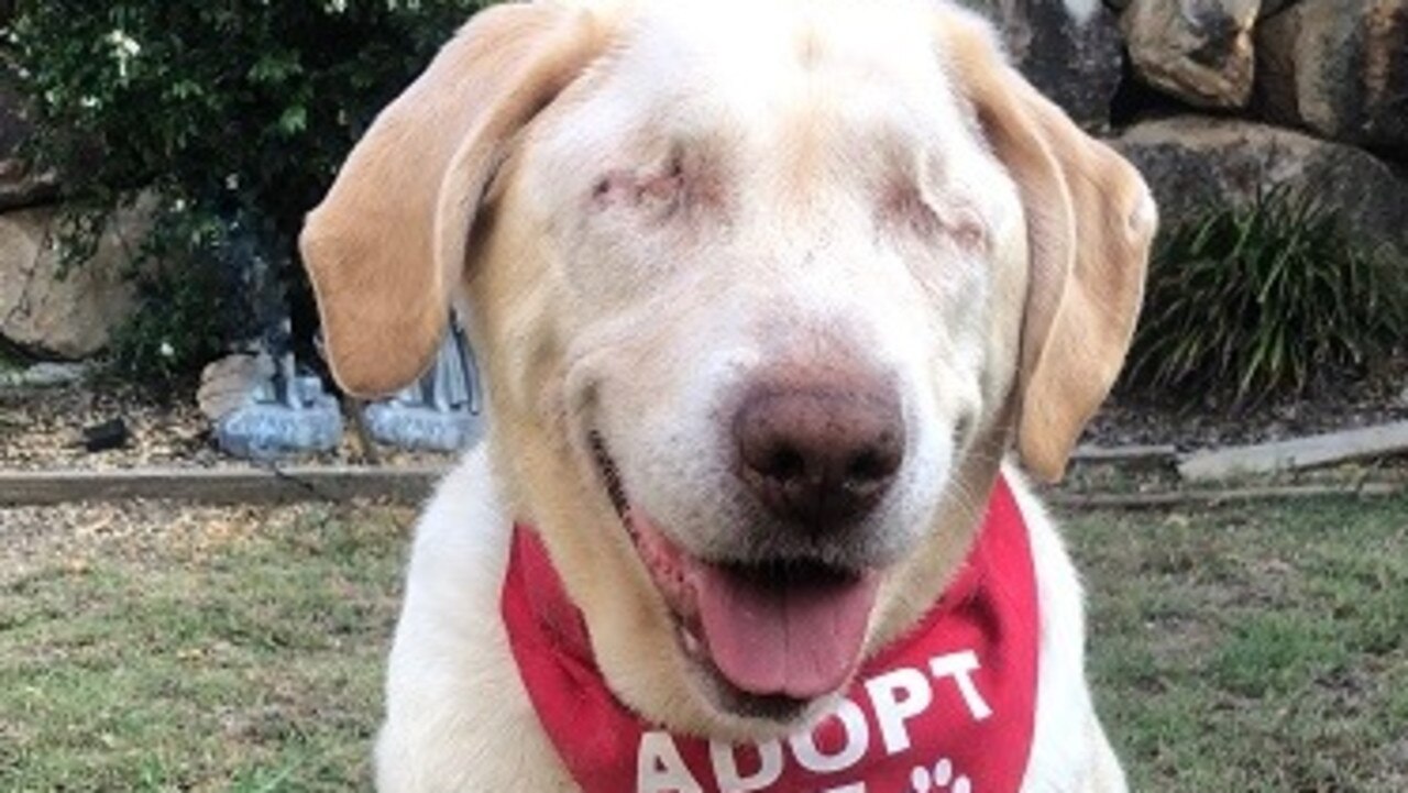 An elderly Labrador named Dumpling is looking for a new forever home.