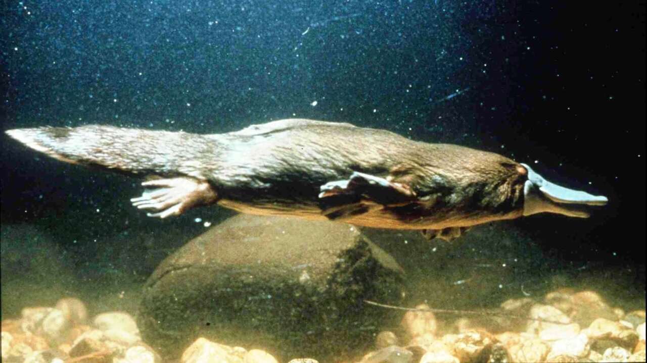 Platypus milk could aid to kill off bacteria