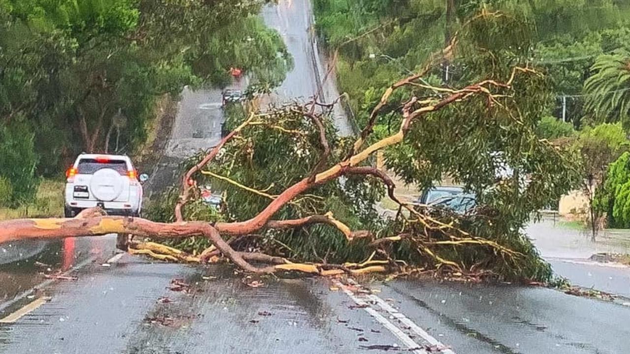 A tree fell across the Big Dipper at President Ave in Miranda. Picture: Supplied