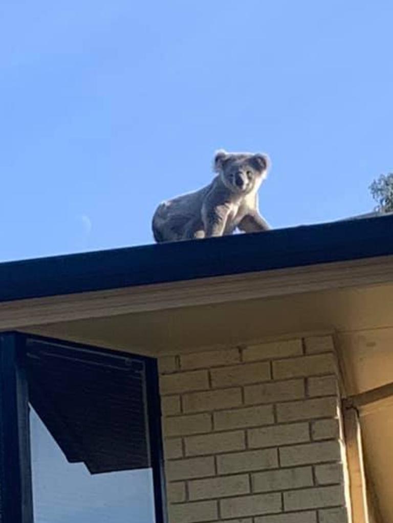 The koala was rescued by Fire and Rescue NSW. Picture: Facebook Help Save the Wildlife &amp; Bushlands in Campbelltown