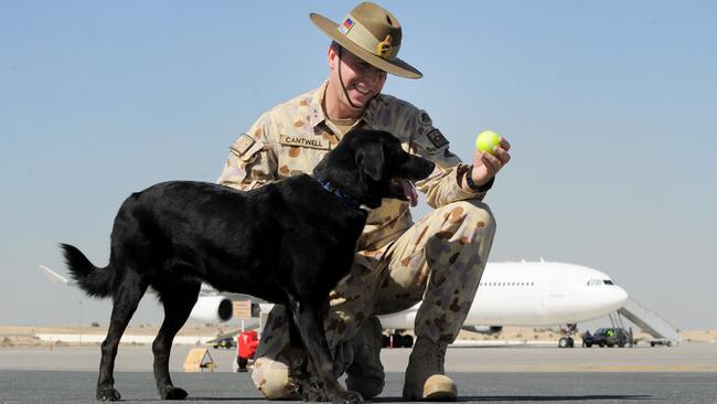 Explosives detection dog Sarbi, after she was found, and before boarding a plane home to Australia.