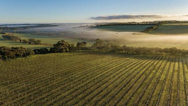 The picturesque grape vines at Suma Park. Picture: Supplied