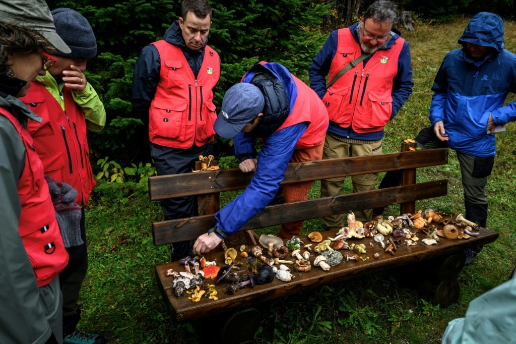 Many mushroom hunters undergo training sessions to help spot which fungi are safe to eat