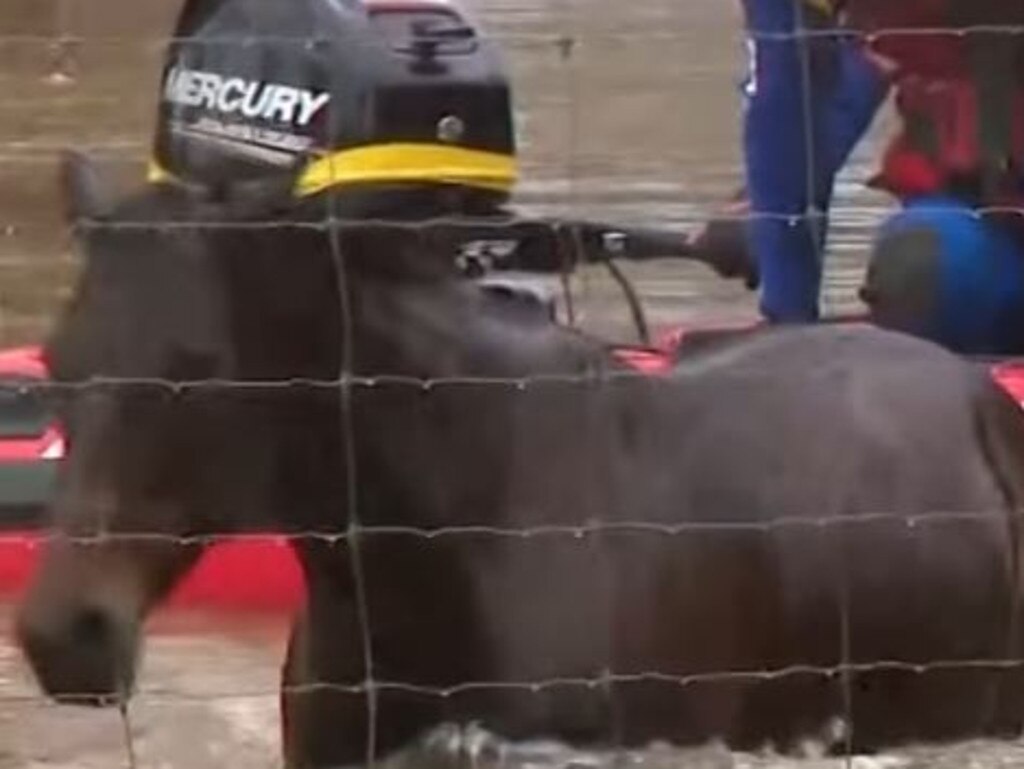 NSW SES crews get the horse to shallow waters and walk him to solid ground. Picture: 7 News