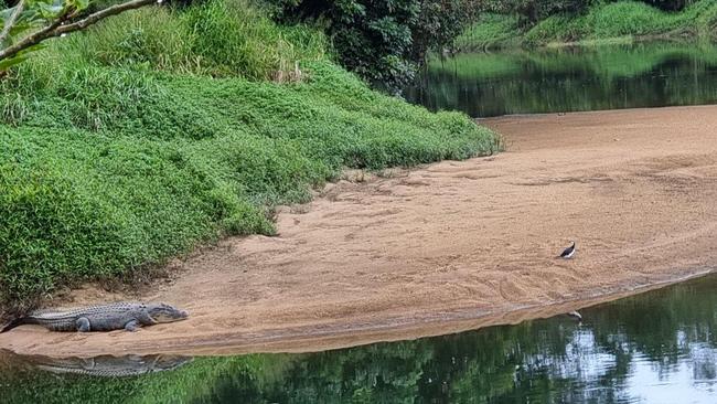 East Russell resident Clyde Rd Gus Lee is concerned about a new croc at the Clyde Rd bridge across the Russell River. Picture: Gus Lee