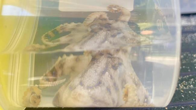 A woman was bitten by a blue-ringed octopus at Chinaman's Beach on Thursday afternoon. Picture NSW Ambulance Facebook.