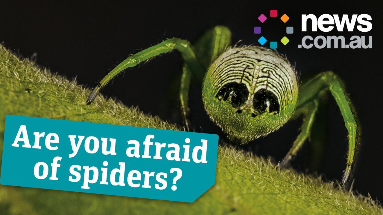 Are you afraid of spiders?