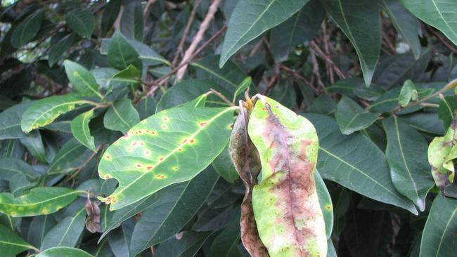 Unhealthy leaves of a native guava infected with the myrtle rust plant disease. Photo: Rod Fensham