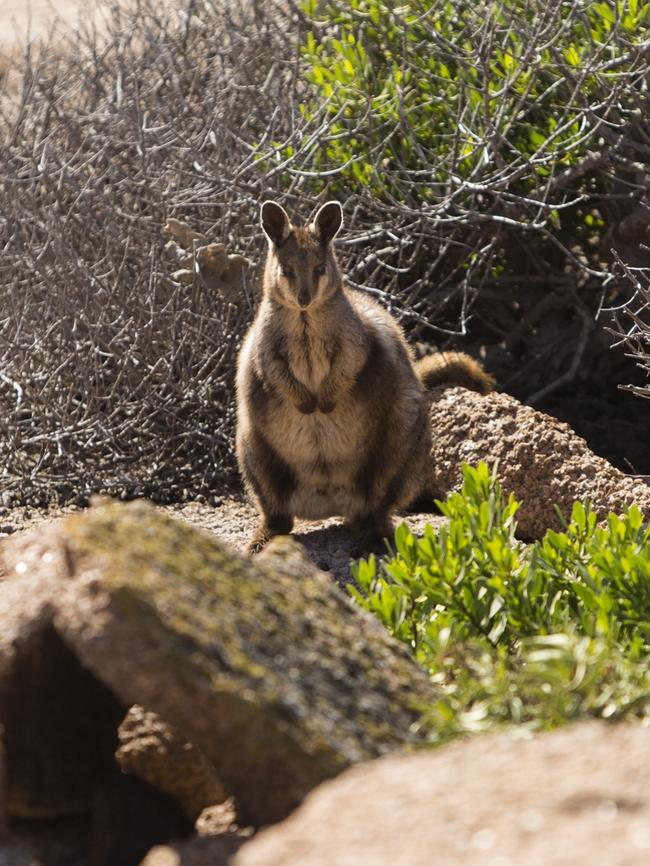 A black-footed rock wallaby. Picture: Eliza Muirhead / Sea Shepherd.