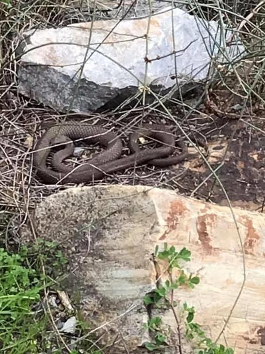 Brown snakes have been spotted in the Byards Road Wetlands next door to Reynella East College. Picture: supplied/Facebook