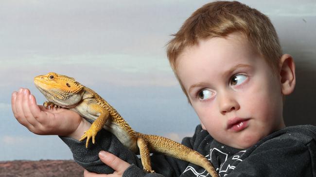 Thor the bearded dragon and Zac, 3, at Cleland Wildlife Park. Picture: Tait Schmaal