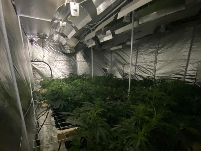 More cannabis plants found inside the Port Wakefield house. Picture: SAPOL