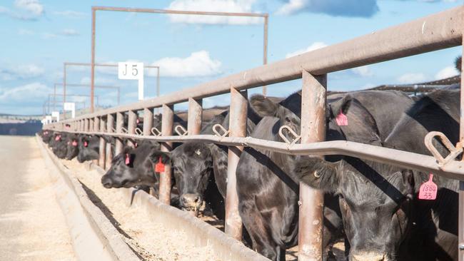 The latest feedlot survey result have been published. Picture: Supplied.