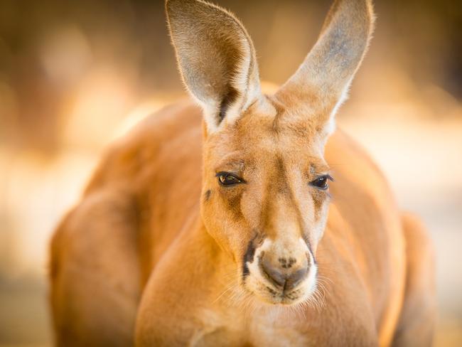 Woman hospitalised by kangaroo attack on Sunshine Coast