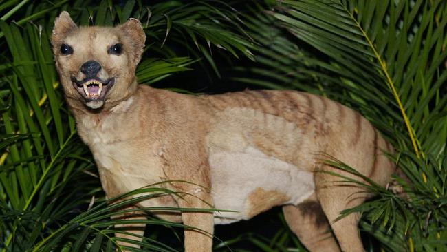 The last Tasmanian tiger, Benjamin, died in September 1936 at Hobart Zoo. AFP PHOTO/FILES/Torsten BLACKWOOD