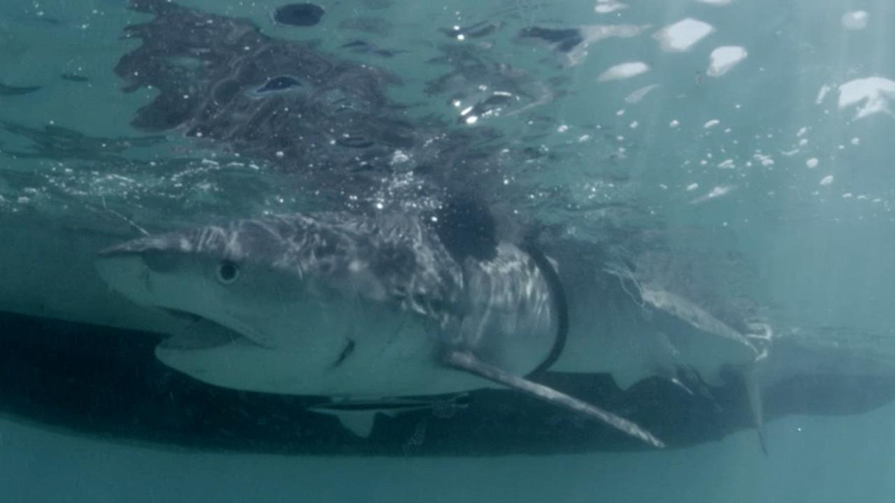 Zuza the tiger shark is feared dead in Papua New Guinea after swimming ...