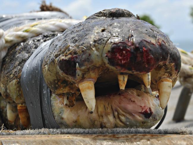 Northern Territory Parks and Wildlife rangers pulled in a 4 metre saltwater crocodile from a trap in the West Arm area. The crocodile was recovered from the boat at HMAS Coonawarra.