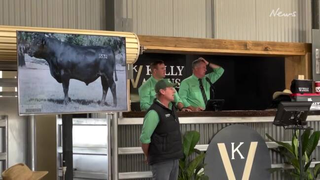 Kelly Angus bull sale at Yea