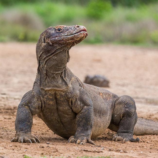 Komodo dragon is on the ground. Indonesia. Komodo National Park.