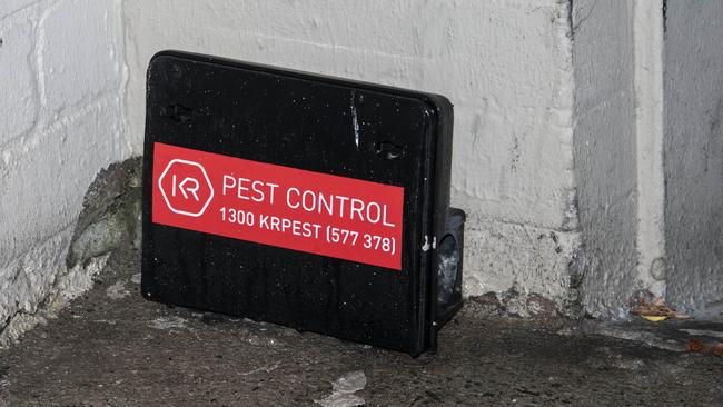 Pest controllers have been forced to tweak their bait because of the rats’ tastebud change.