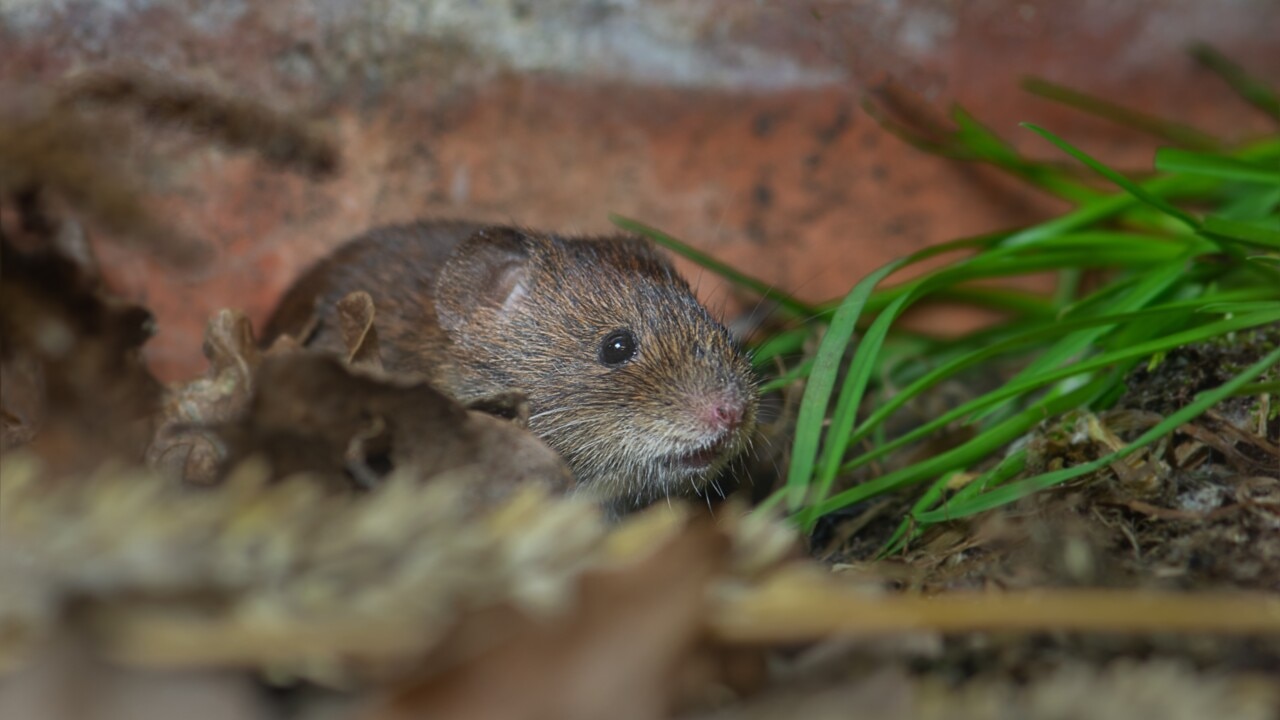 ‘Harsh reality’ is mouse poison will kill some native wildlife