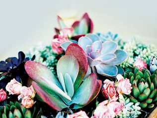 Succulents are one of the easiest plants to grow and offer a huge range of shapes and colours.