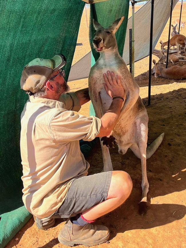 Andrew Oswald needs to raise $15,000 by the end of June to relocate and build a new sanctuary for his roos in Booleroo after being evicted. Picture: Supplied