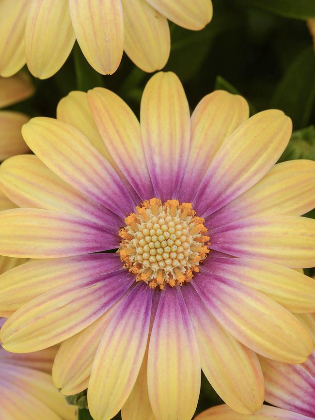 Blushing Beauty Daisy