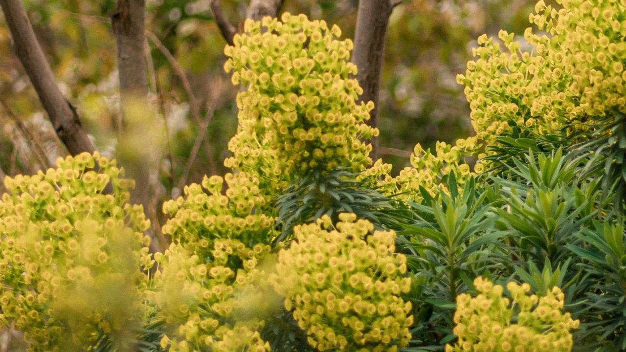 Good as gold: why spurges are perfect for coastal gardens