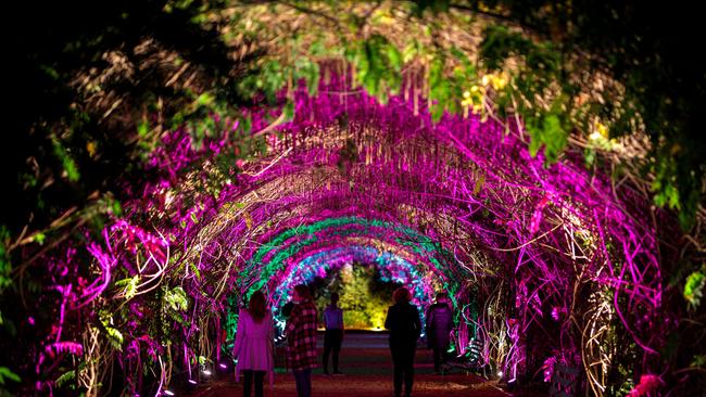 The wisteria arbour in vivid colour for Botanica Lumina. Picture: Adelaide Botanic Gardens