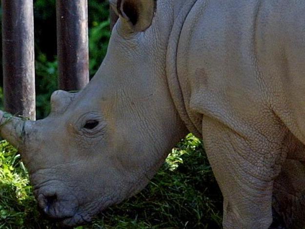 (FILES) A picture taken on October 2004 shows the northern white rhinoceros Fatu (C) at the Dvur Kralove zoo, east Bohemia. A male white rhinoceros, called Suni, who was born in Dvur Kralove zoo in 1980 died at Kenya's ol Pejeta Conservancy reserve, the zoo said on October 18, 2014. AFP PHOTO OTAKAR GRUSSER