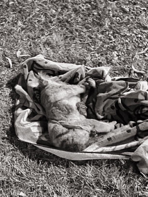 A male koala killed on Gympie Rd, Lawnton on June 12.